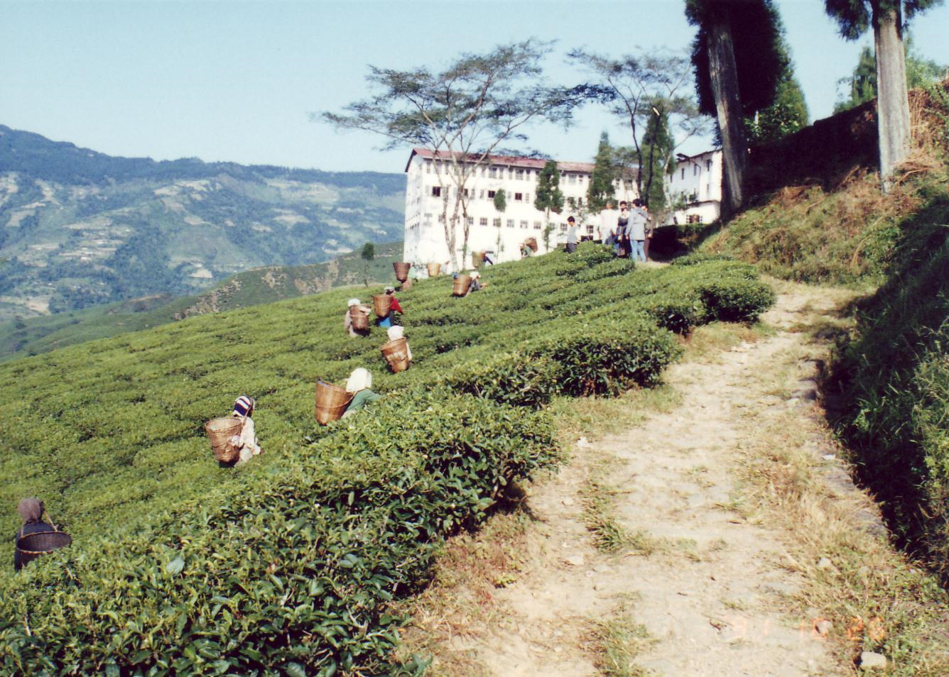 セリンボン茶園、稜線はネパール国境。