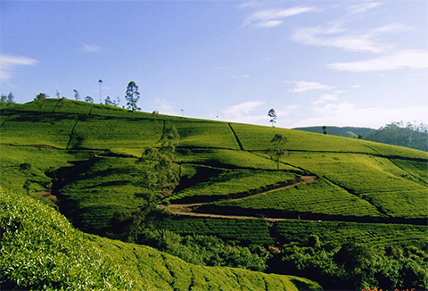 アップカントリーの紅茶産地ヌワラエリヤ