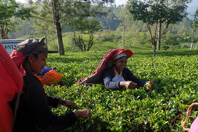 ディンブラの有名茶園の茶摘み