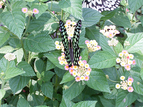 博物館隣接の胡蝶園では、吸蜜用のランタナの花に、カラスアゲハ、コモンタイマイ（右）、ナガサキアゲハ、アオスジアゲハ、ベニモンアゲハ、オオゴマダラ、コノハチョウなど、多数の美しい蝶が乱舞していた。