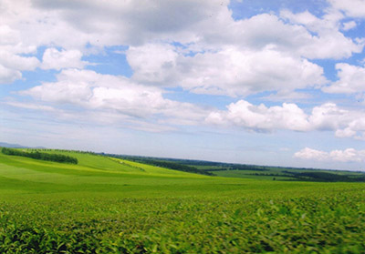永遠の緑の絨毯。ビクトリア湖近くの西部高原産地ケリチョーの茶畑（左）と手摘み風景（右）（＊）