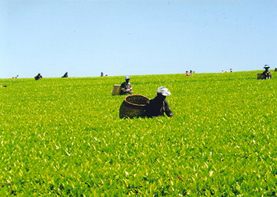 永遠の緑の絨毯。ビクトリア湖近くの西部高原産地ケリチョーの茶畑（左）と手摘み風景（右）（＊）