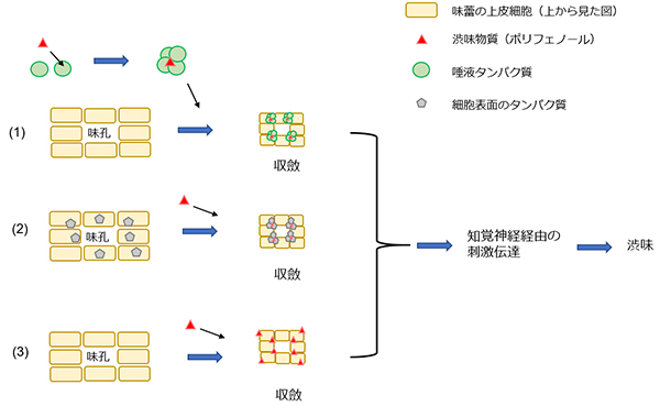 渋味の発現機構