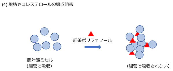 渋味の発現機構