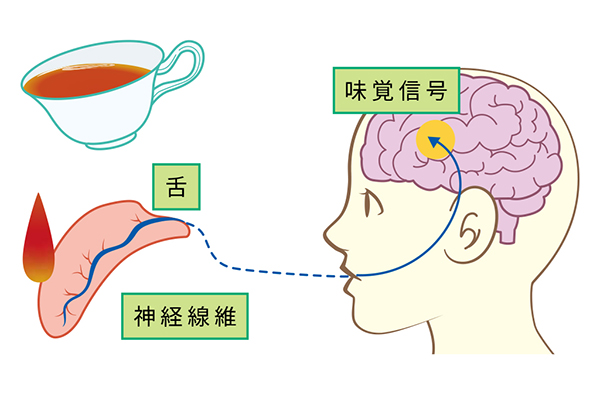 味覚とは